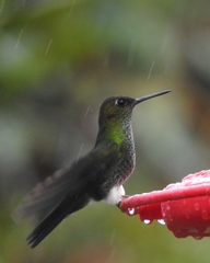 Haplophaedia aureliae