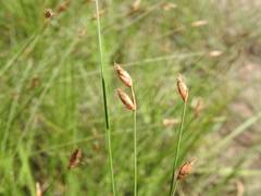 Fimbristylis tristachya