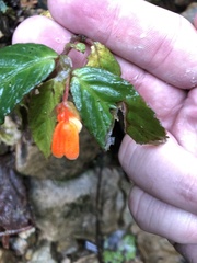 Begonia silverstonei