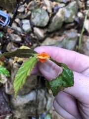 Begonia silverstonei