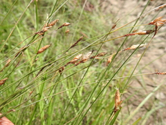Fimbristylis tristachya