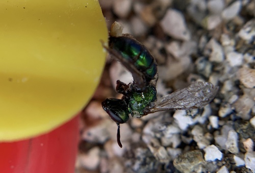 iNaturalist observation photo of Peridot Sweat Bee
