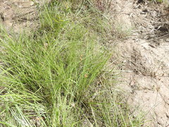 Fimbristylis tristachya