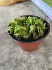 Dionaea