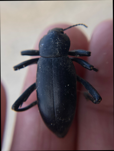 iNaturalist observation photo of Armored Stink Beetle
