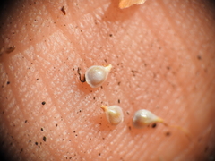 Fimbristylis tristachya