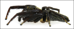 Opisthoncus mordax
