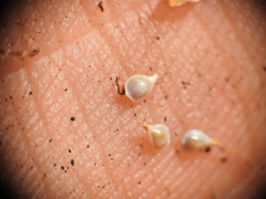 Fimbristylis tristachya