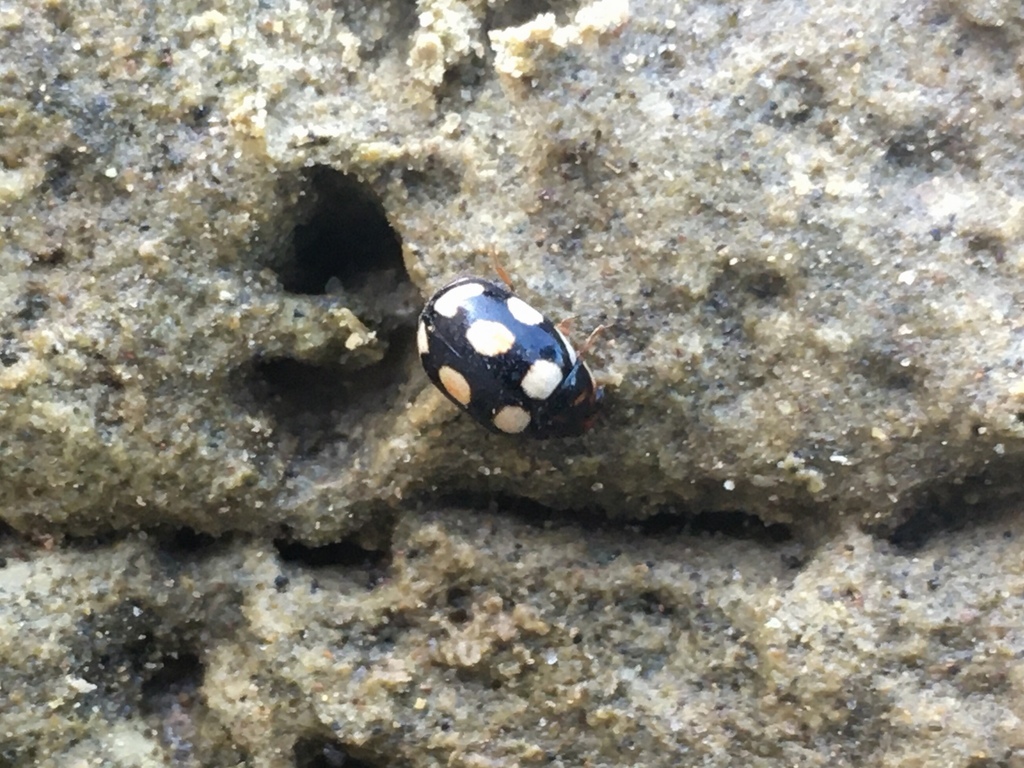 Cyrea ferruginiceps