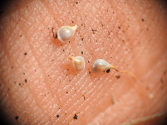 Fimbristylis tristachya