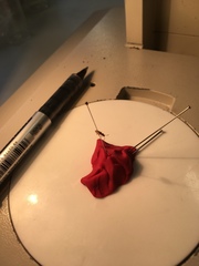 Cryptamorpha desjardinsi