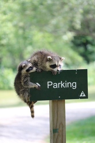 Common Raccoon photographed in Massachusetts