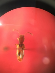 Cryptamorpha desjardinsi