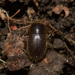 Eleodes littoralis