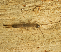 Pygidicraninae