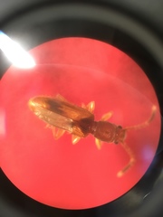 Cryptamorpha desjardinsi