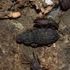Nyctoporis sponsa