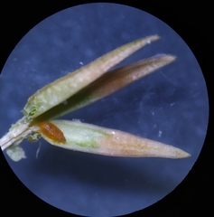 Oligotrophus juniperinus