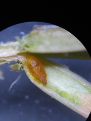 Oligotrophus juniperinus