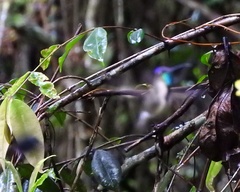 Loddigesia mirabilis