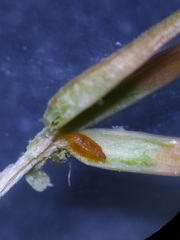 Oligotrophus juniperinus