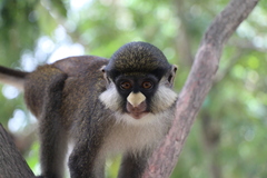 Cercopithecus ascanius