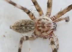 Eusparassus walckenaeri