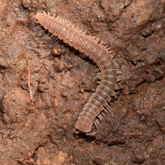 Striariinae