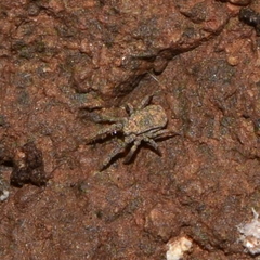 Caeculidae