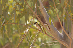 Melithreptus gularis laetior