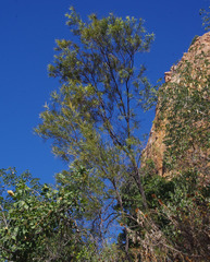 Grevillea parallela