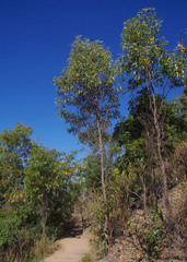 Acacia flavescens