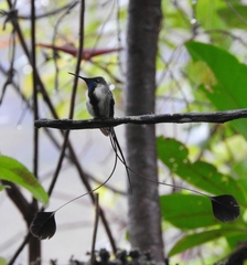 Loddigesia mirabilis