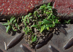 Oldenlandia corymbosa corymbosa