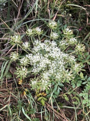 Myrrhidendron glaucescens