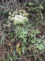 Myrrhidendron glaucescens