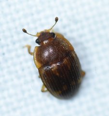 Stelidota geminata