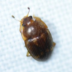 Stelidota geminata
