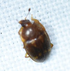 Stelidota geminata