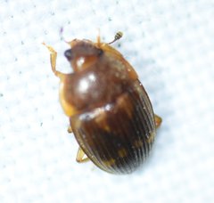 Stelidota geminata
