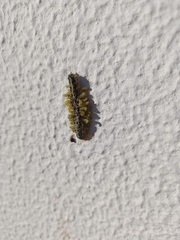Cotesia glomerata bracovirus