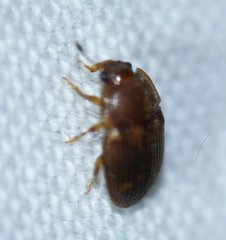 Stelidota geminata