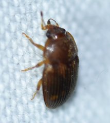 Stelidota geminata