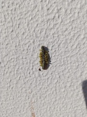 Cotesia glomerata bracovirus
