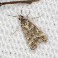 Scoparia spelaea