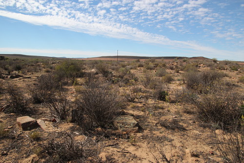 Bulbine alooides