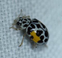 Psyllobora nana