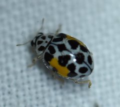 Psyllobora nana