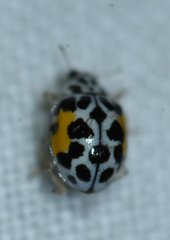 Psyllobora nana