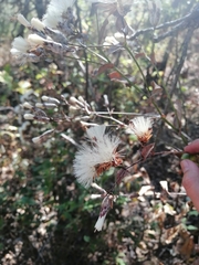 Ageratina glabrata